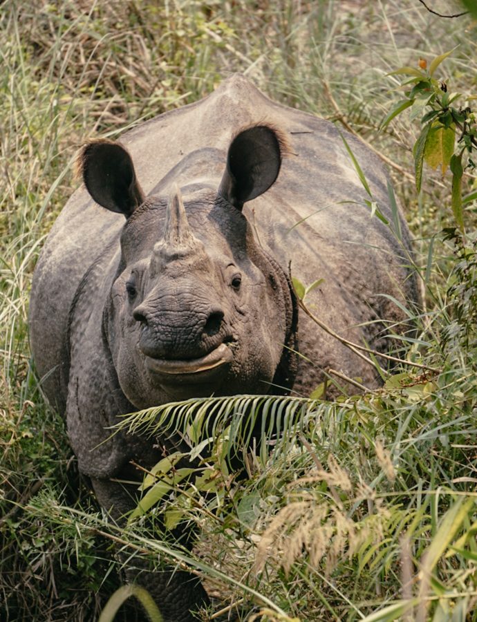Chitwan Nationalpark