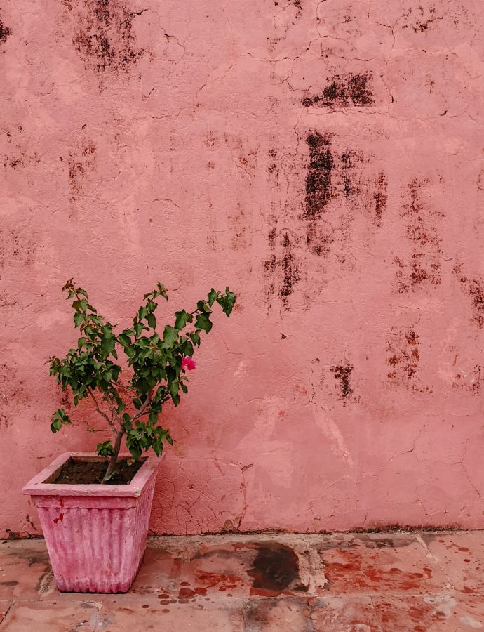 In Jaipur gibt es Chai nur