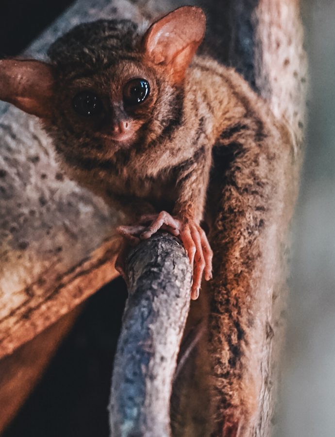 Tierischer Start im Tangkoko-Nationalpark